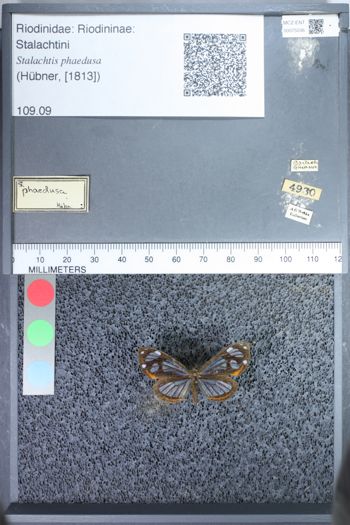 Media type: image;   Entomology 75036